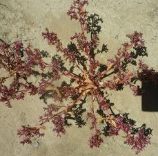 Calyptridium monandrum Plant